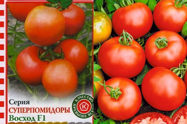 домати семена изгрев