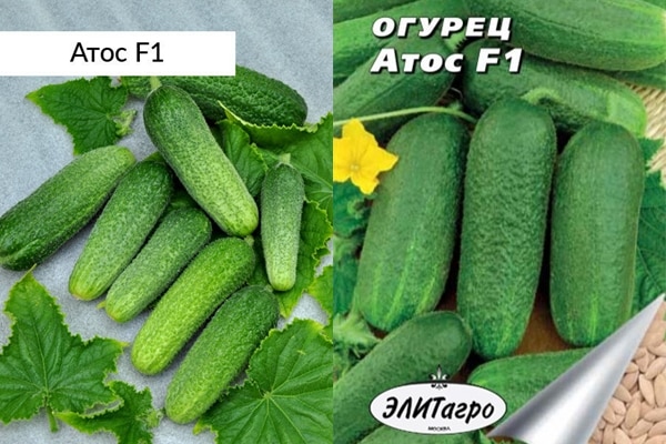 Cucumber Athos seeds