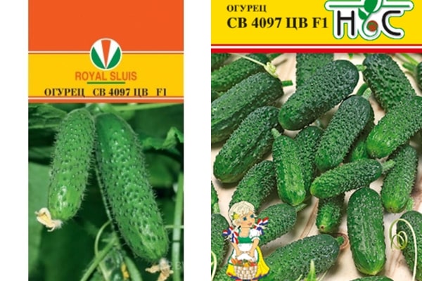 salatalık tohumları SV 4097 CV