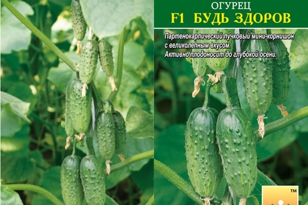 hạt dưa chuột