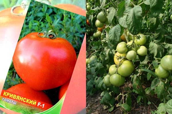 שיחי עגבניות קריאביאנסקי
