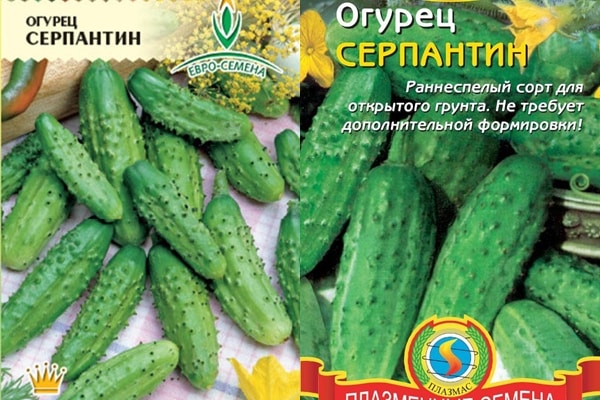Gurkensamen Serpentin