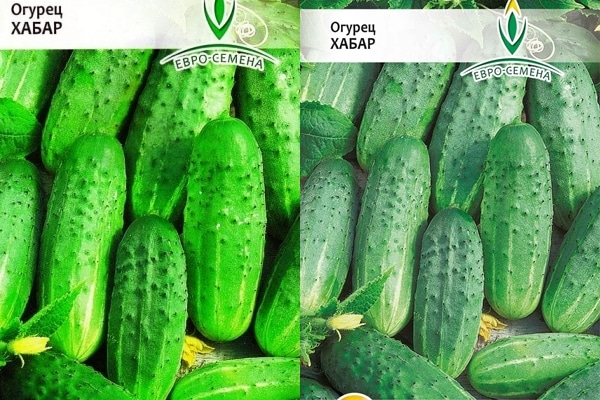 agurkų sėklų kepsnys