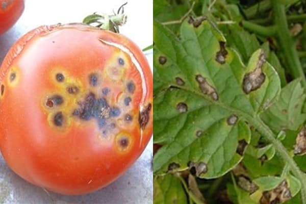 ظهور الطماطم مع Alternaria