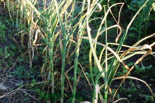 crop rotation rules