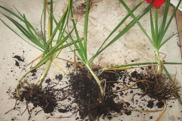 vegetabilisk växt