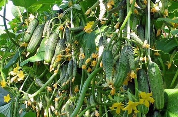 bụi dưa chuột