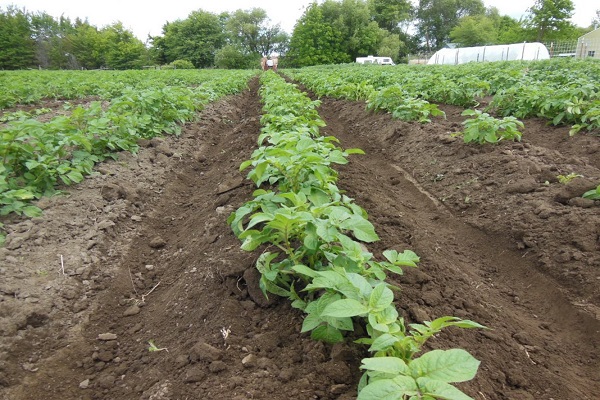hilling potatis