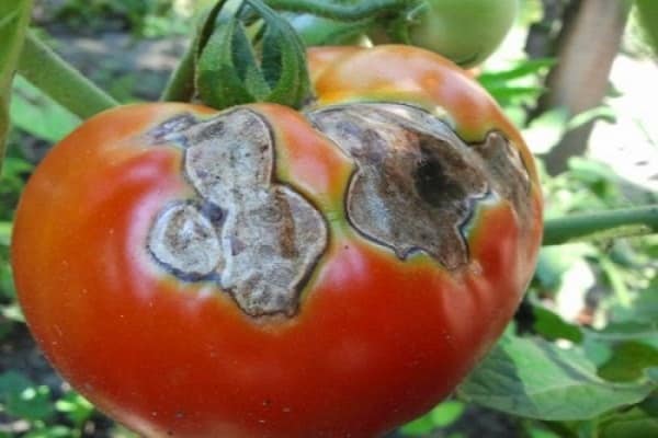 rot on tomatoes
