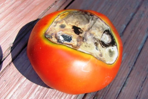untreated seeds