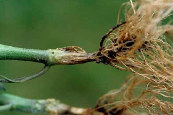 types of rot