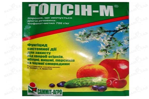 root rot