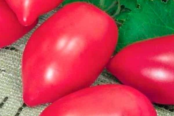 растението се сгъстява