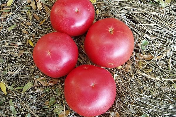 grown in the garden
