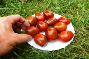 Beschreibung der Sorte der Tomatenpflaumen, Empfehlungen für Anbau und Pflege