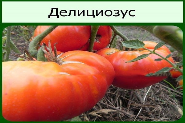 характерен рамка
