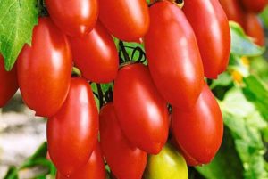 Beschreibung der Tomatensorte Zuckerfinger, ihre Eigenschaften und Ertrag