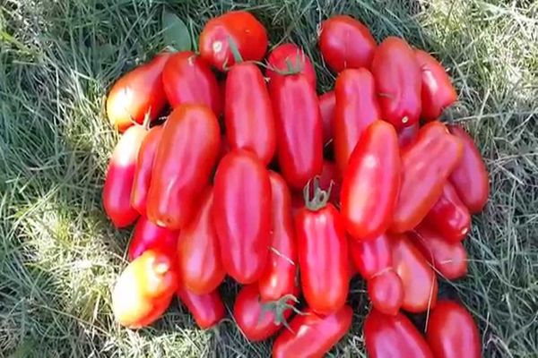 Tomatenpflege für ihn