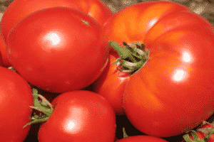 Beschreibung der Tomatensorte Sehr geehrter Gast, Empfehlungen für Anbau und Pflege