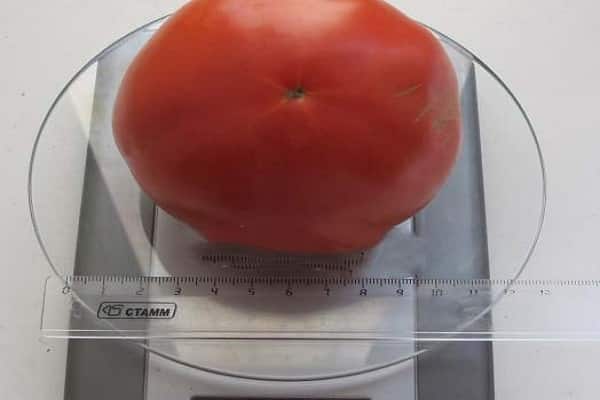 החלמה מהירה