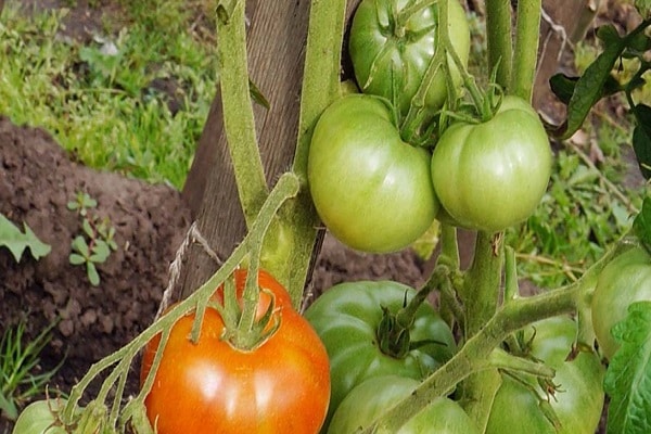 נטיעת שתילים