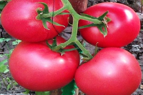 Descrição da variedade de tomate Griffin f1, suas características e cultivo