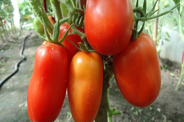 gehören zu großfruchtigen