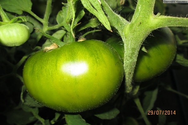 efficient cultivation