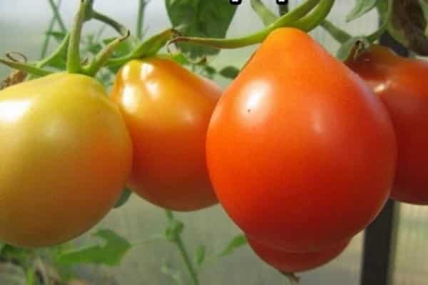 семенна продукция