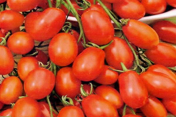 предпочитат да растат
