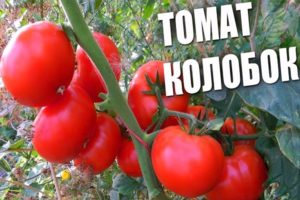 Описание на сорта домат Kolobok, неговите характеристики и добив