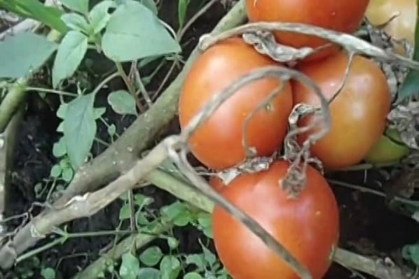 sow seeds