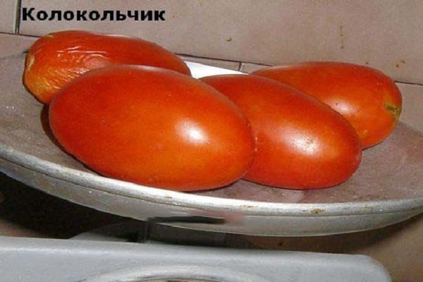 доматен разсад