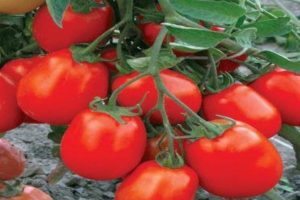 Description de la variété de tomate Maryushka, caractéristiques de culture et d'entretien