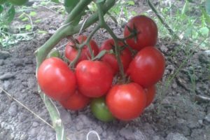 Description of the tomato variety Matthias, features of cultivation and care