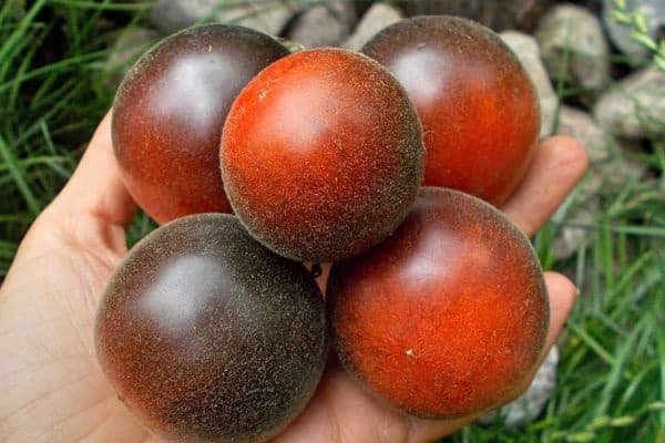 хареса вкуса