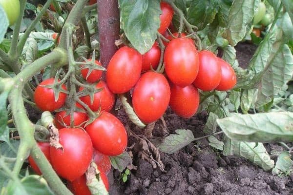 traditional agricultural technology