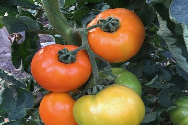 requirements of agricultural technology