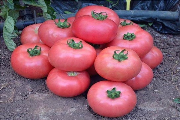 пазите на културу