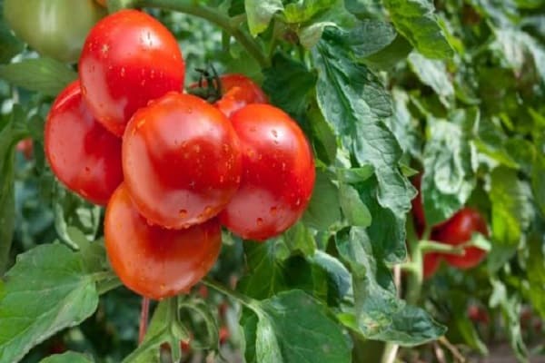 gardeners reviews