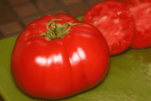 Beschreibung der Premier-Tomatensorte, Merkmale des Anbaus und der Pflege