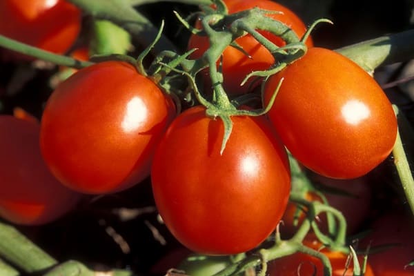 επιμήκη σχήμα