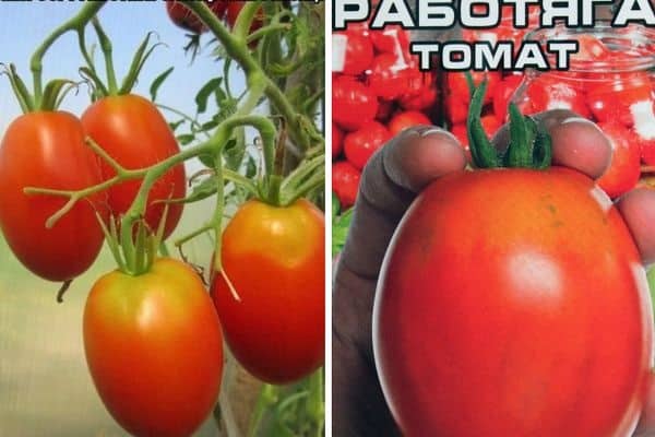 σκληρός εργαζόμενος όχι ιδιότροπος