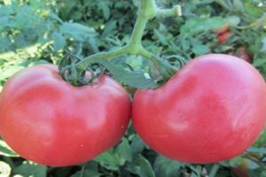 Описание на сорта домат Розалиса, неговите характеристики и отглеждане