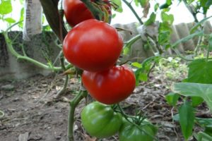 Опис сорте парадајза Северна краљица, карактеристике гајења и неге