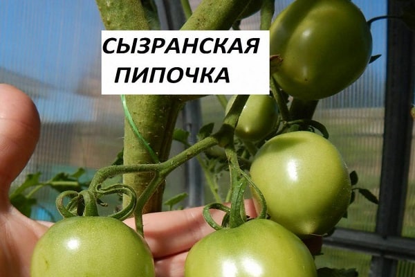 Syzran Pipette