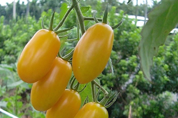 pomodori gialli