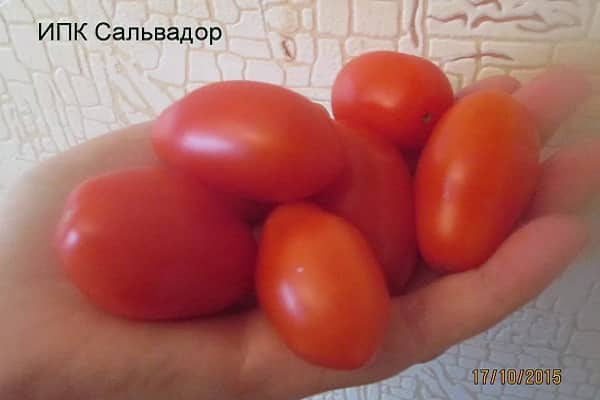 ИПК Ел Салвадор