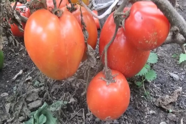 гноме парадајз