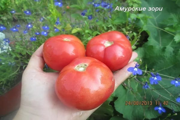 Амур зоре